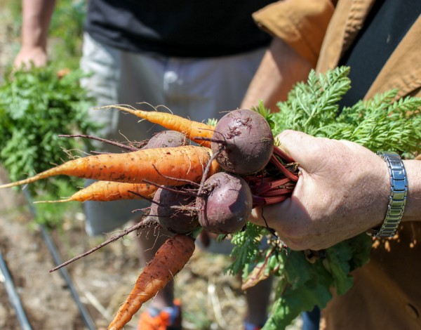 Carrots and Beets from the Farm, Grown Biodynamically