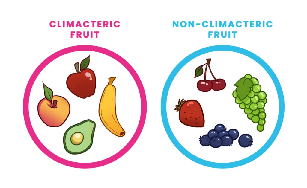 Climacteric and Non Climacteric Fruit