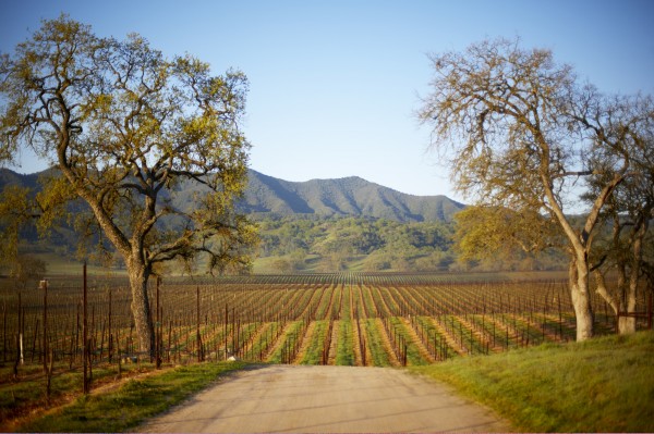 Ancient Peaks Vineyard Road and Peaks