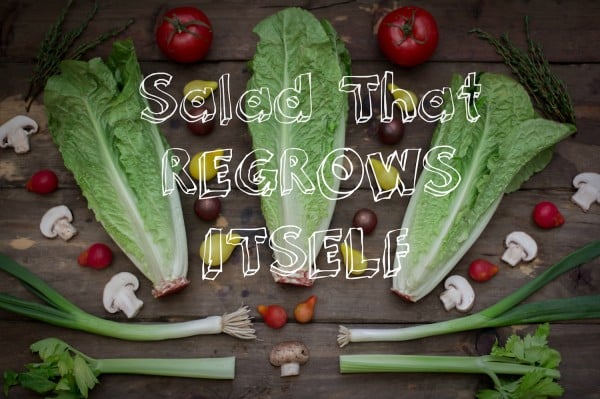 Veggies That Regrow Themselves 2