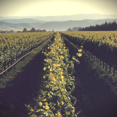 J. Lohr Arroyo Seco AVA Vineyard