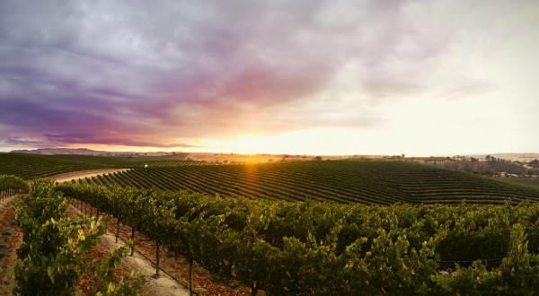 Paso Robles AVA J. Lohr