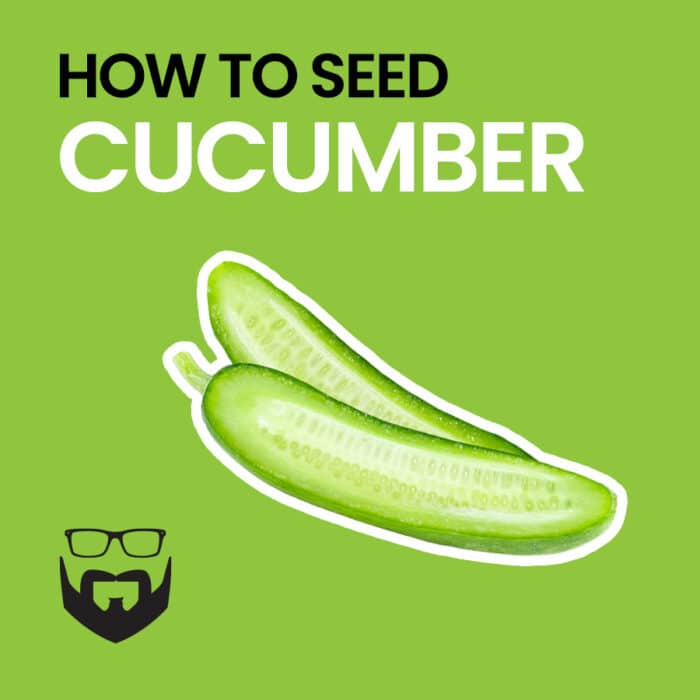 How to Seed a Cucumber Square - Green