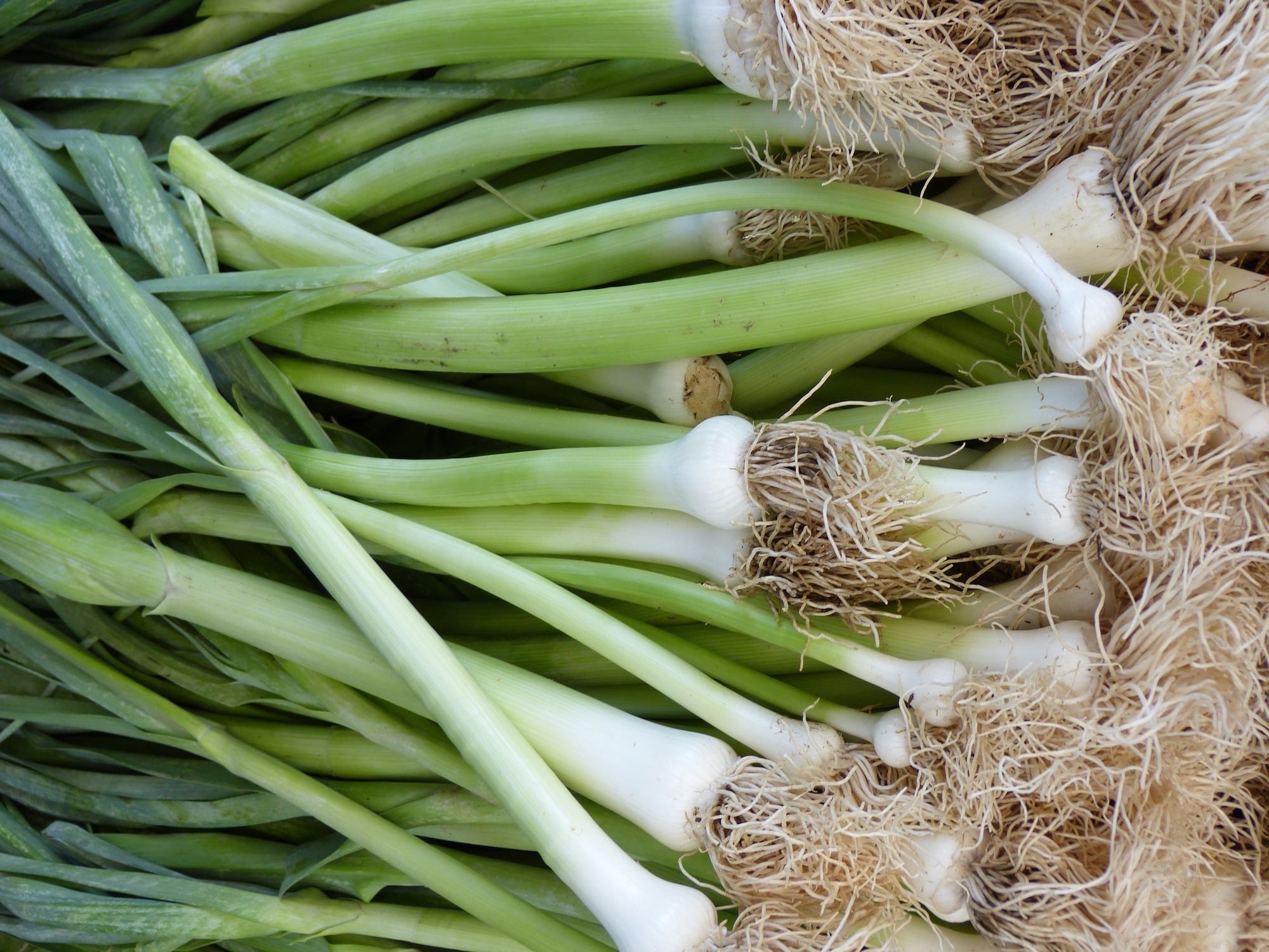 How to Chop Scallions (Green Onions) for Garnish