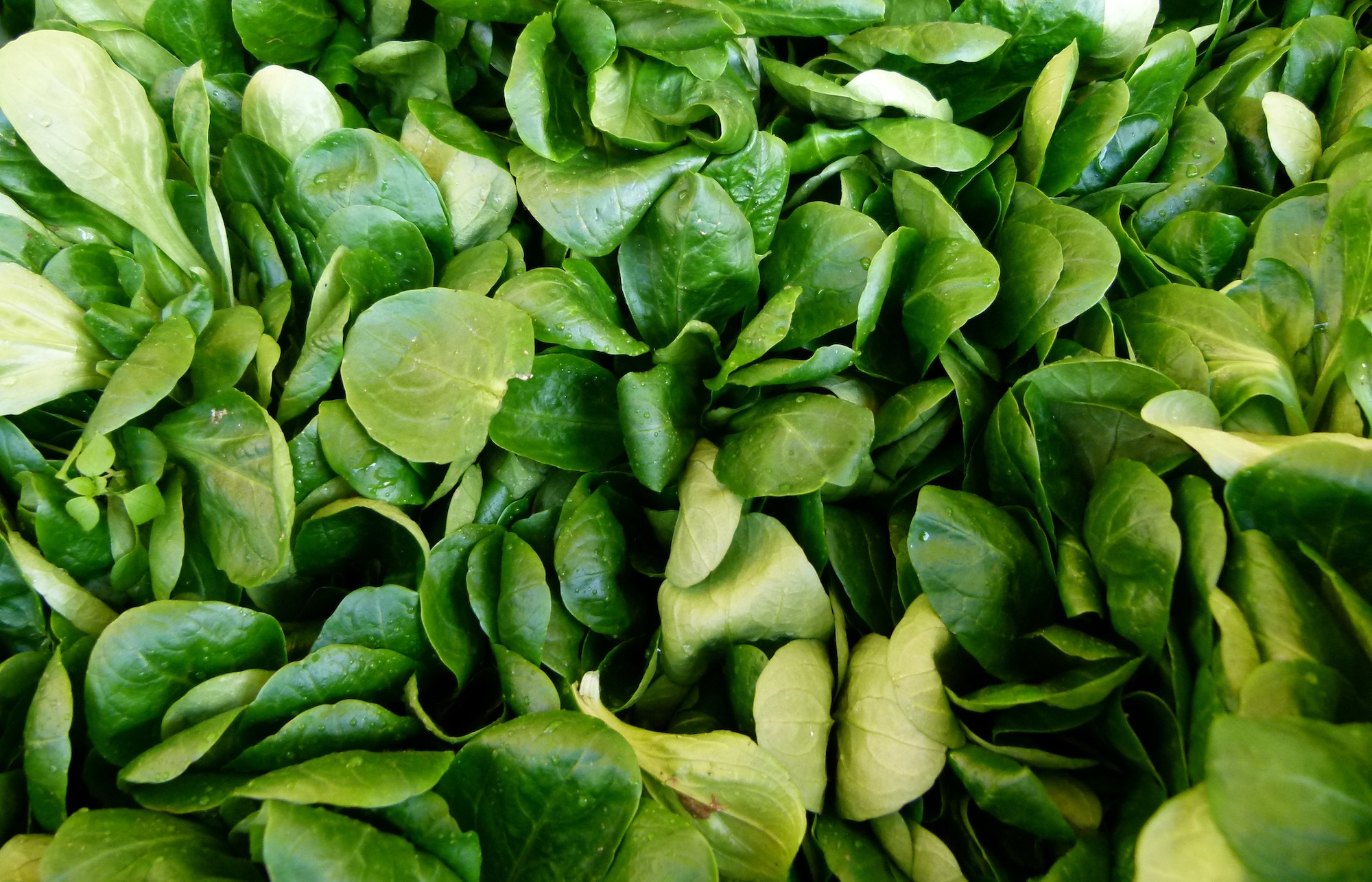 How to Store Fresh Spinach for Weeks