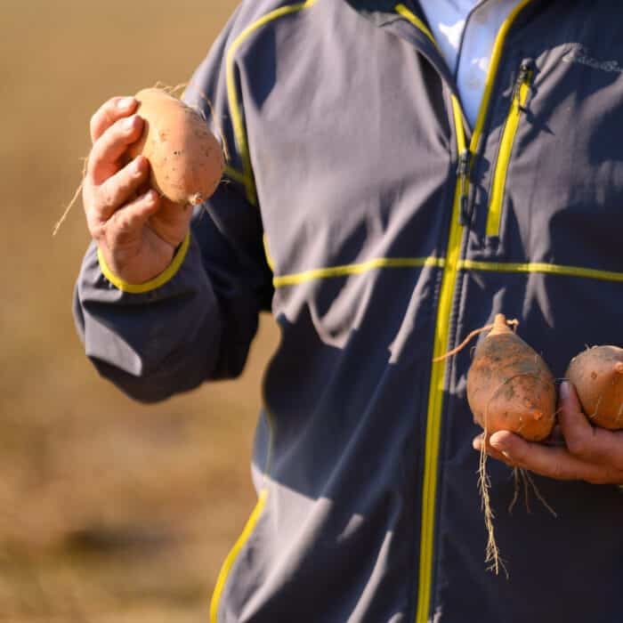 California Sweet Potatoes